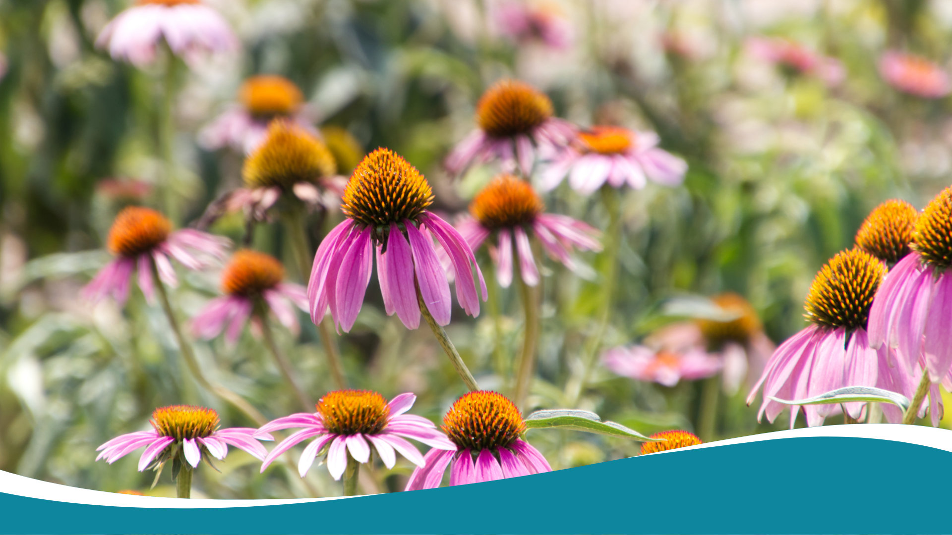 Természetes védelem: miért legyen kasvirág a szekrényedben